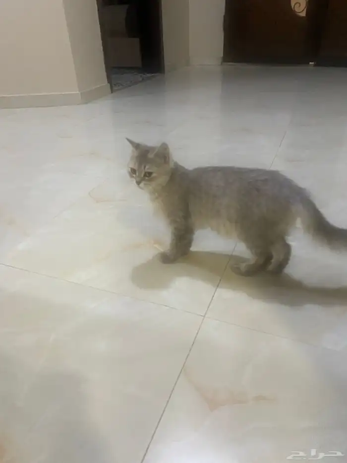 لقينا قطه بالخليج 2