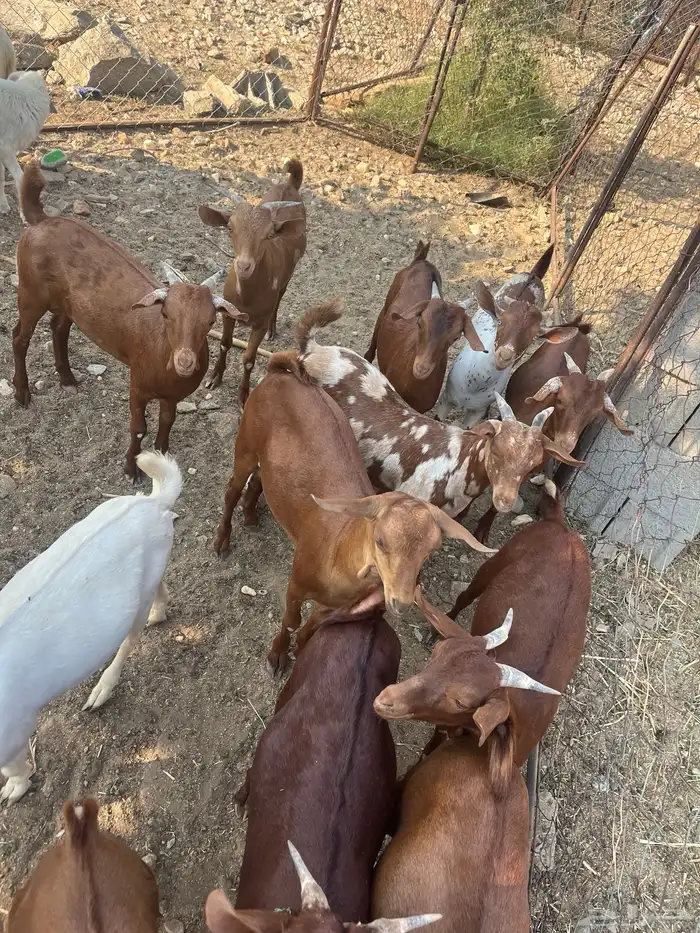 تيوس العدد 14 الحد من. 1100 8