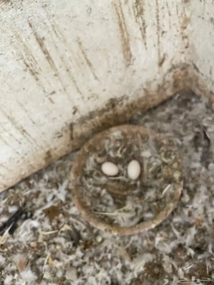 حمام للبيع خوارج (املج ) 7