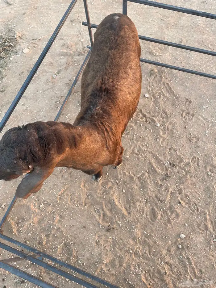 ذبايح سواكني 0