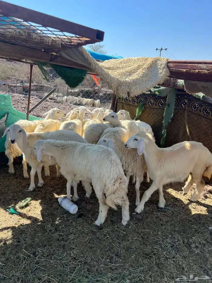 رخال حريات حبص 2