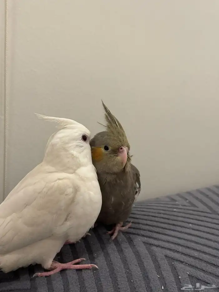 فروخ كروان بداية فطام اليفين جدا 6