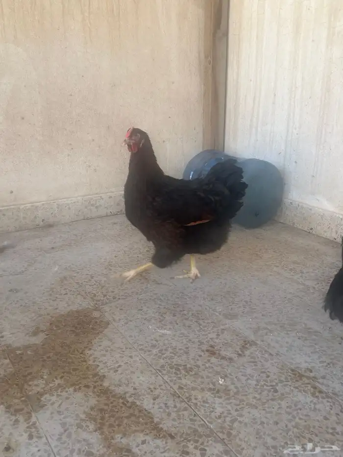 دجاج وايندوايت للبيع 7