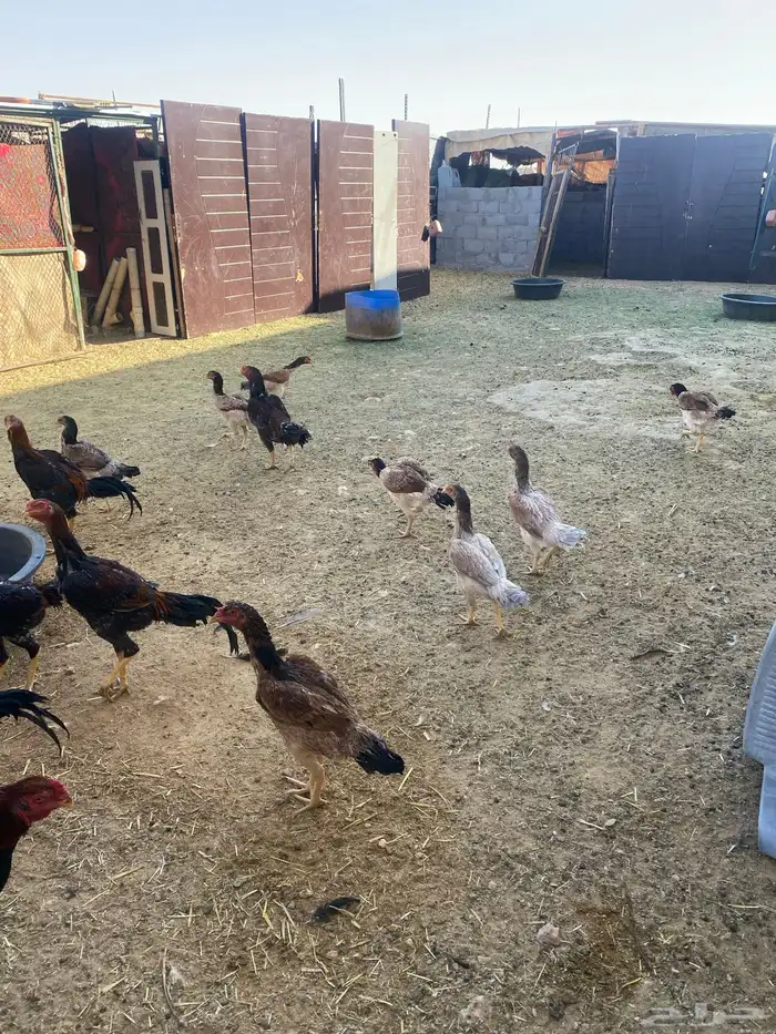 دجاج شامو ياباني للبيع 3