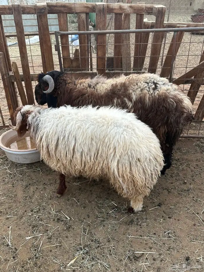 خرفان نعيم ونعاج ولد 2