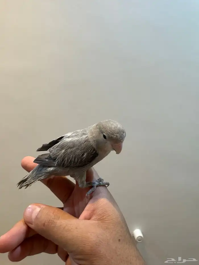 فروخ روز أليفه 20