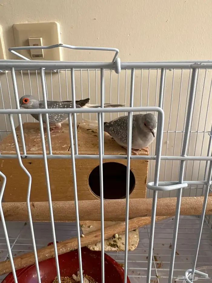 جوز حمام قميري 1