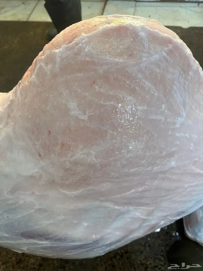 حاشي بلدي لباني مشروط عمره(6)اشهر مسحوب من أمه امس والحم تح 1