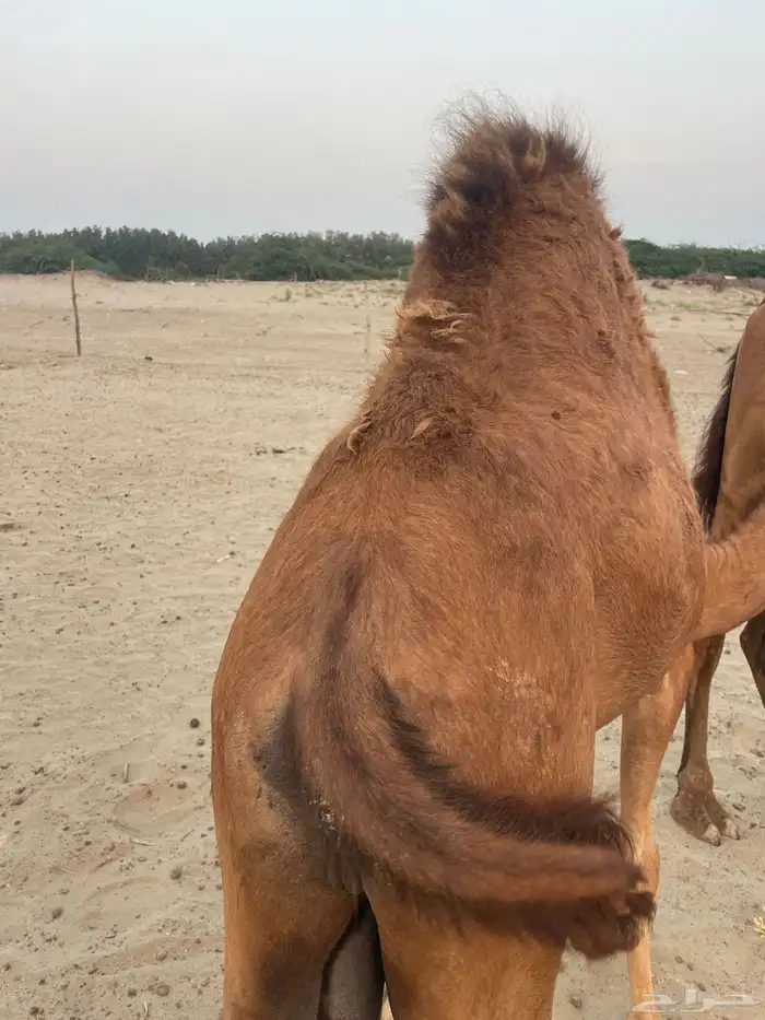 قعود وبكرتين على اللبن للبيع 4