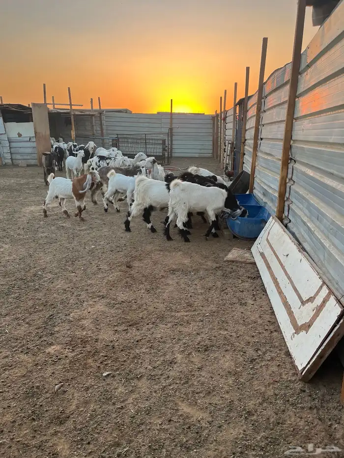 ذبايح خرفان حريات جبره 0