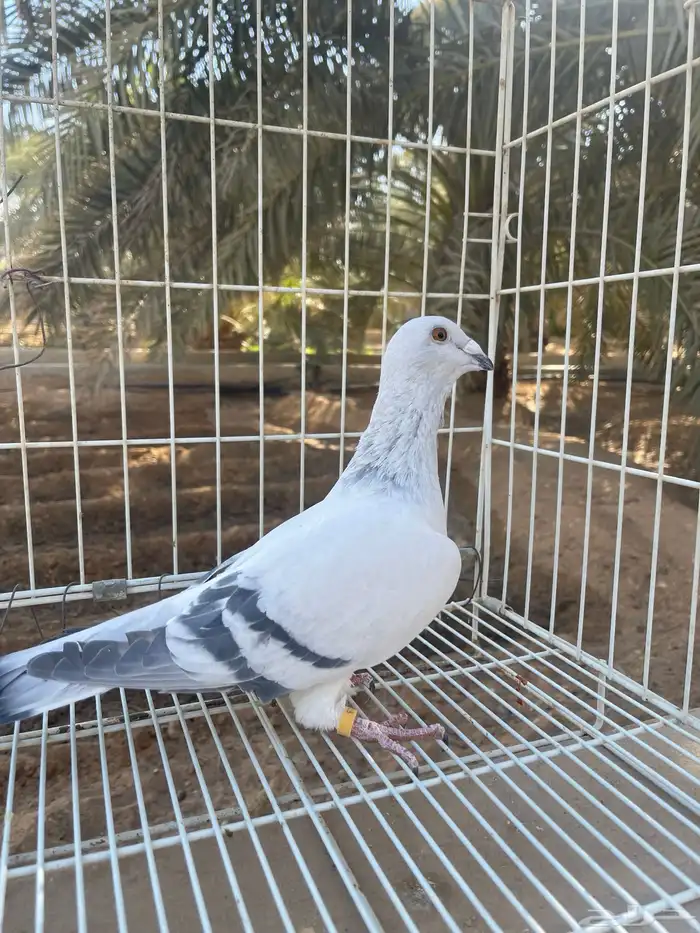 زاجل ايس وشذري 1