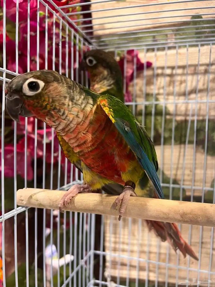 ازواج كنيور يلوسايد 7