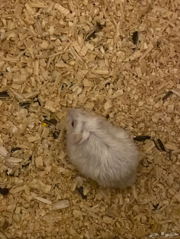 هامستر ذكر للبيع ب40 ريال الموقع تحت مستشفى الملك بالباحه 6