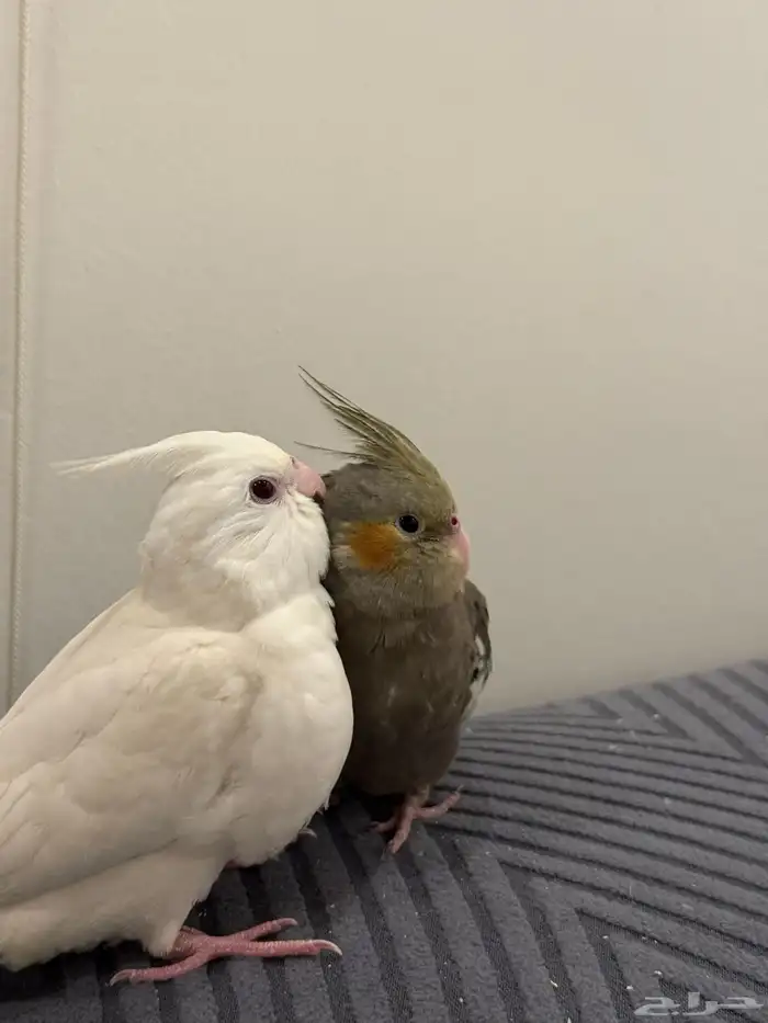 فروخ كروان بداية فطام اليفين جدا 7