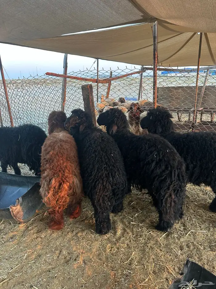 جذعان جزله كناور عرب 2