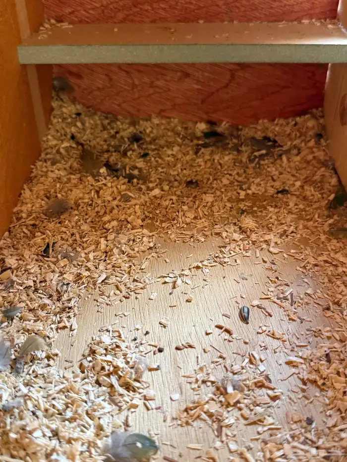 جوز كنيور قرين شيك 9