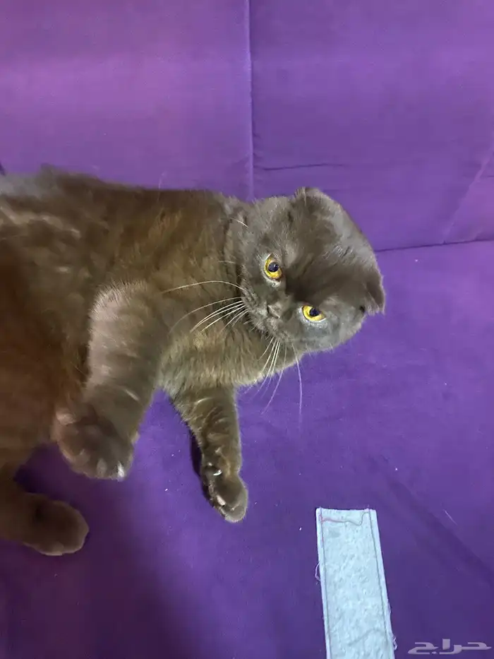 قط سكوتش فولد ذكر 1