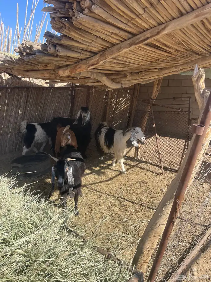 معزاء دفيع 4