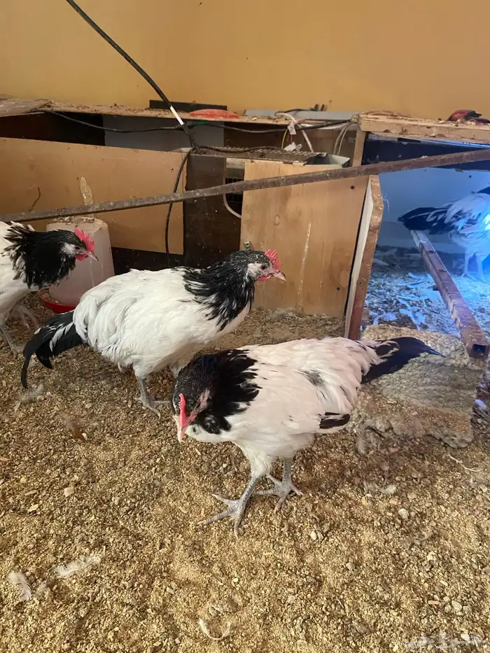 دواجن كلها ديوك زينه لافندر 0