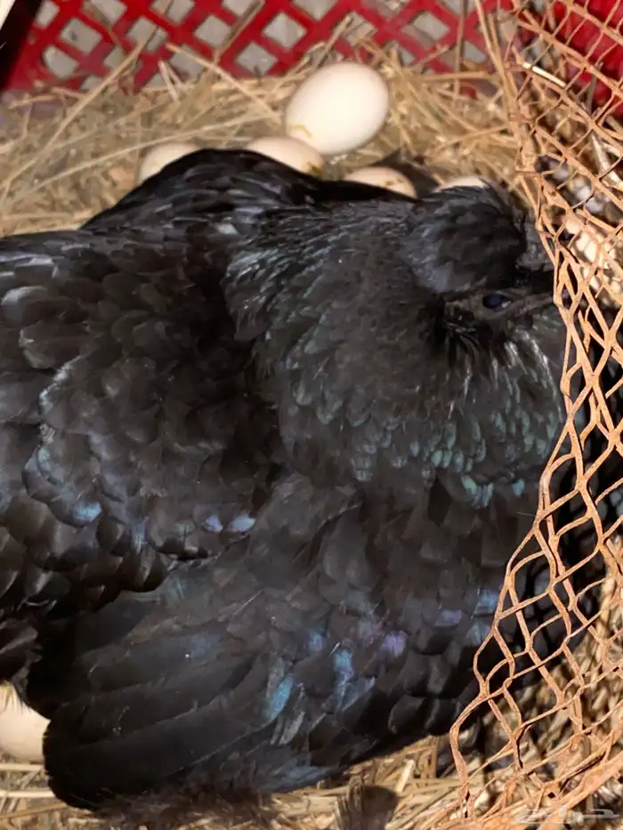 دجاج فارسي للبيع 4