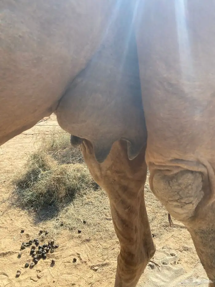 خلفه حمراء ساحليه 3