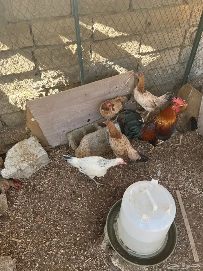 دجاج بلدي موقع وادي بن هشبل 0