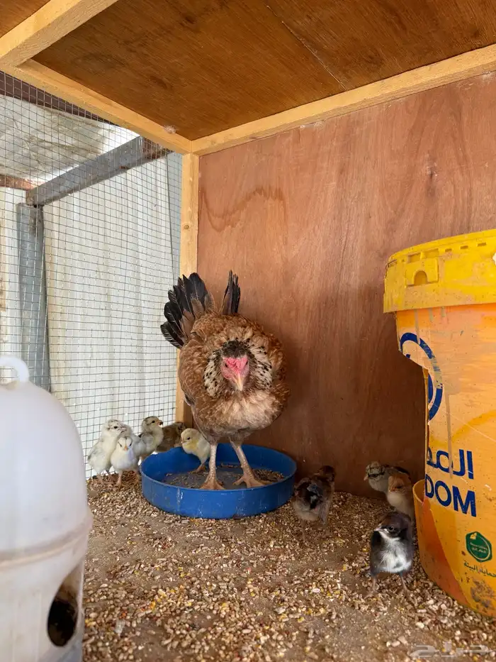 دجاجه مفرخه عليها 9 فروخ 1