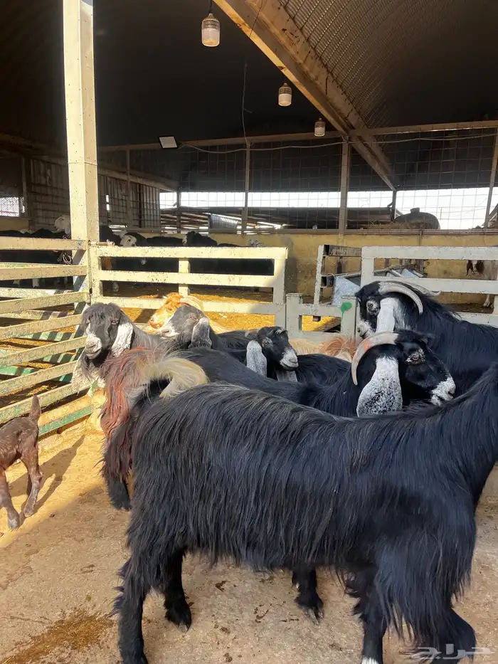 معزا عوارض 5