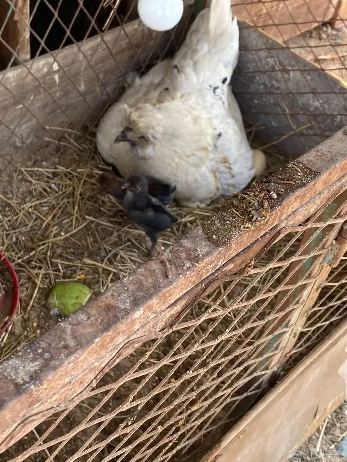 دجاج فارسي للبيع 11