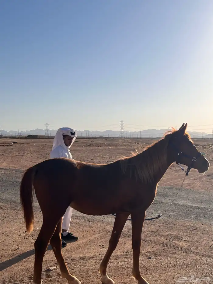 مهره عربيه شعبيه 3