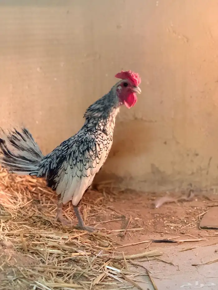 ديك سبرايت العدد 3 2