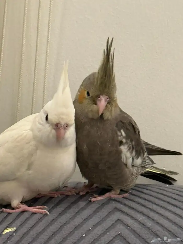 فروخ كروان بداية فطام اليفين جدا 1