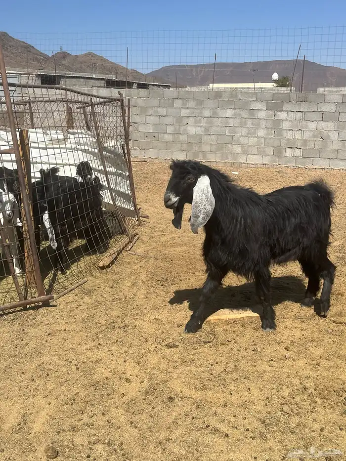 تيس فحل رباع عارضي 0