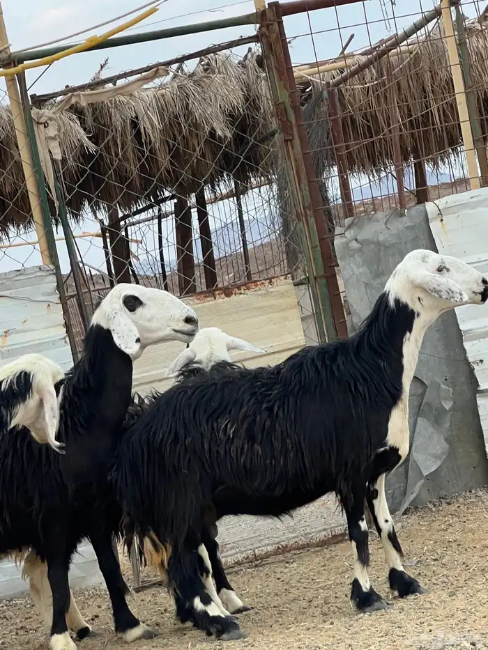 ضان حجريات صنف 28