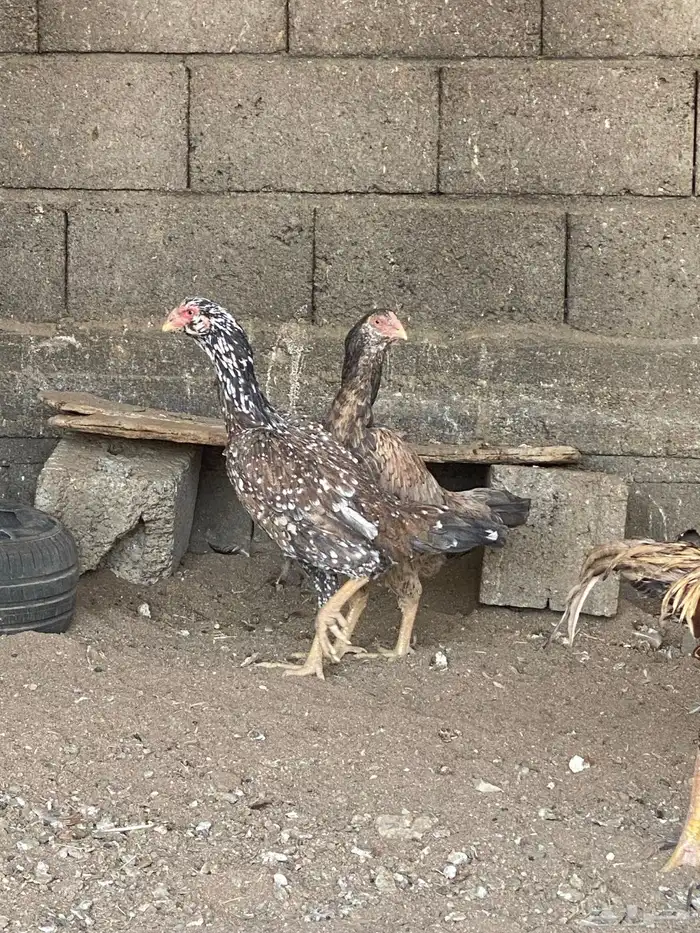 دجاج باكستاني نسل ابو ريتاج 0