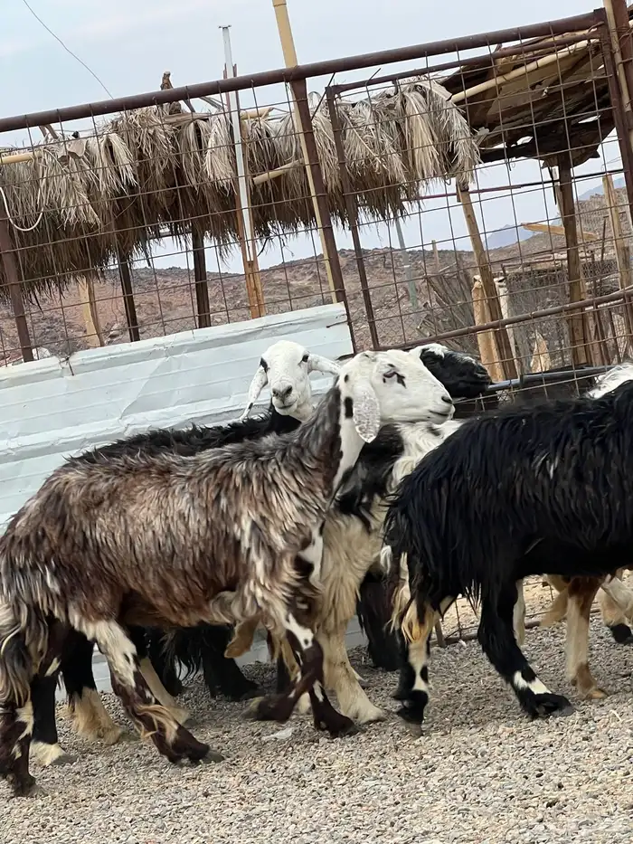 ضان حجريات صنف 1