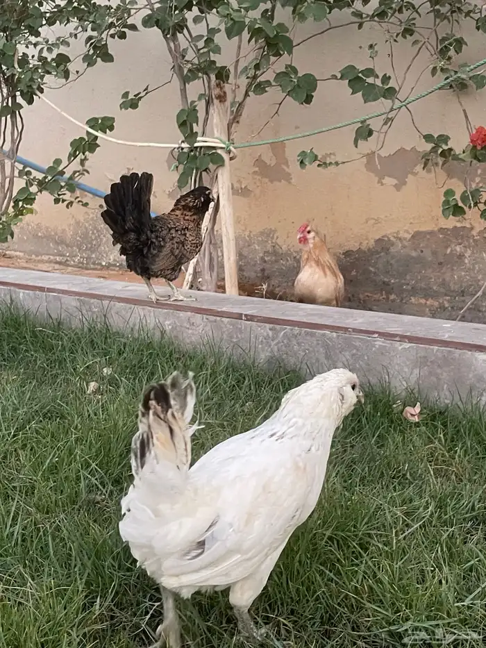 بيض دجاج زينة مخصب بإذن الله 19