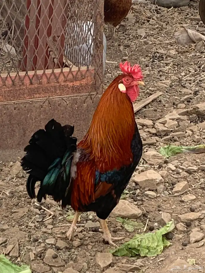 ديك عربي افرق ترثه 1