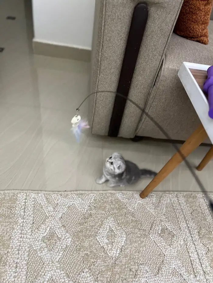 سكوتش دبل دبل فولد بيور ماشالله مميزه مطعمه 6