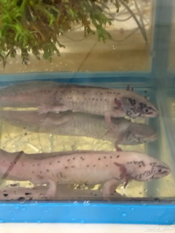 حيوان الاكسلوتل (شيطان البحر ) 1