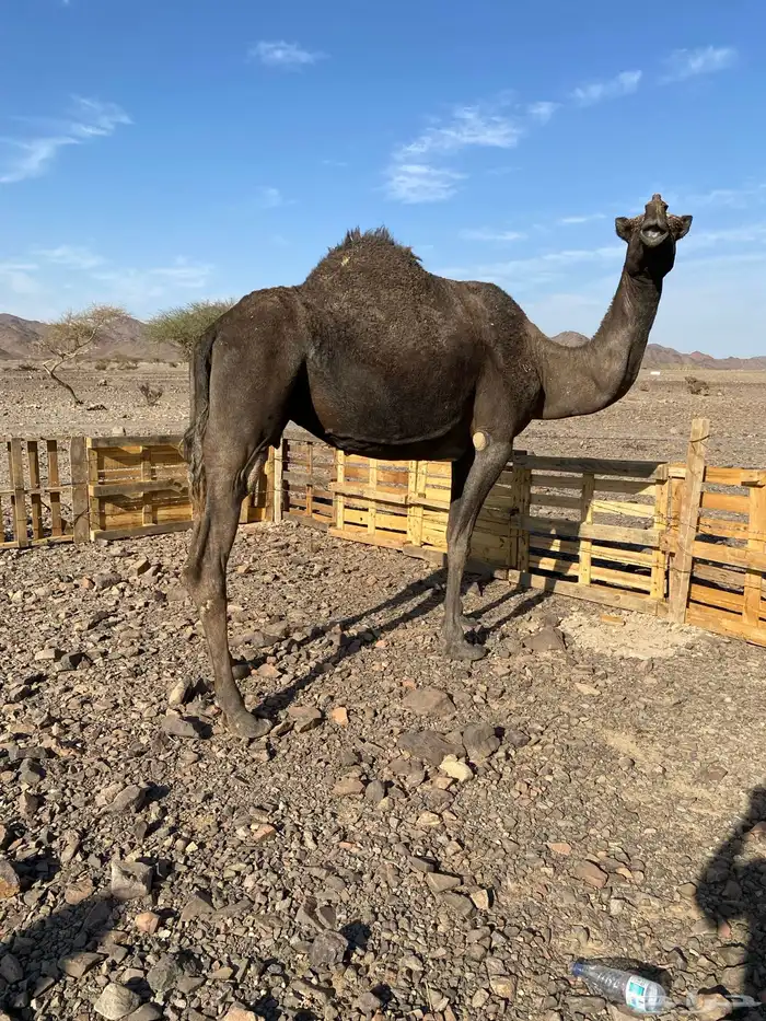 لقحه مجهم من فروع البل ناقة كفو ناقة انتاج الحد7500 2