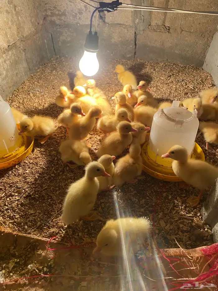 بط بكيني فروخ1 1