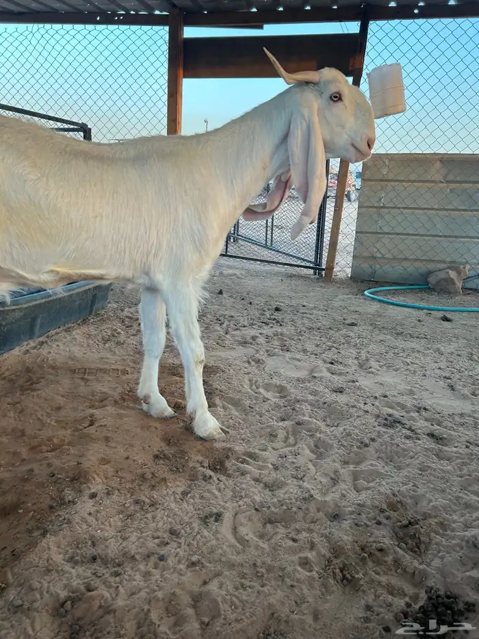 عنز مطوره رباع 2