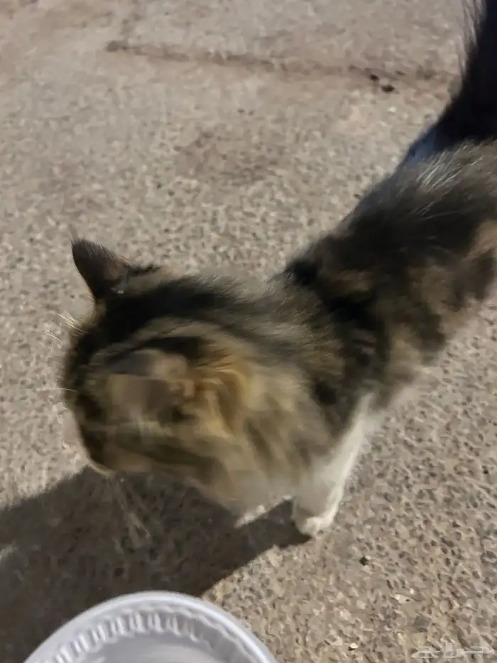 قط ضايع في الشارع مدري وش جنسه اليف تواصل اذا تعرف راعيه 1