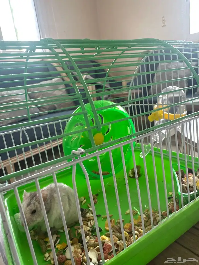 حيوان هامستر مع القفص وأكله هدية مجاني 0