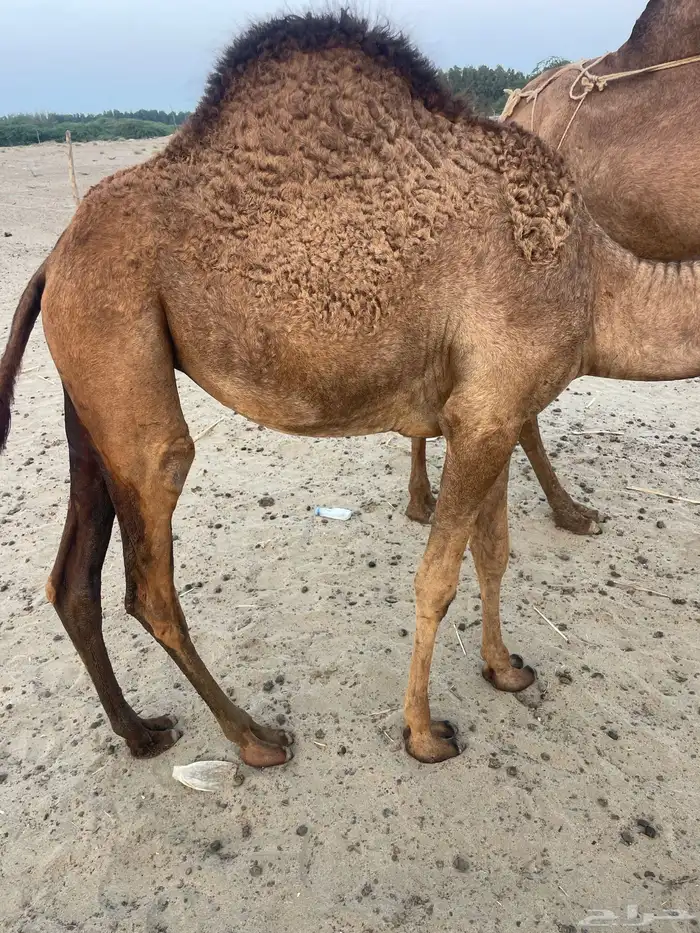 قعود وبكرتين على اللبن للبيع 10