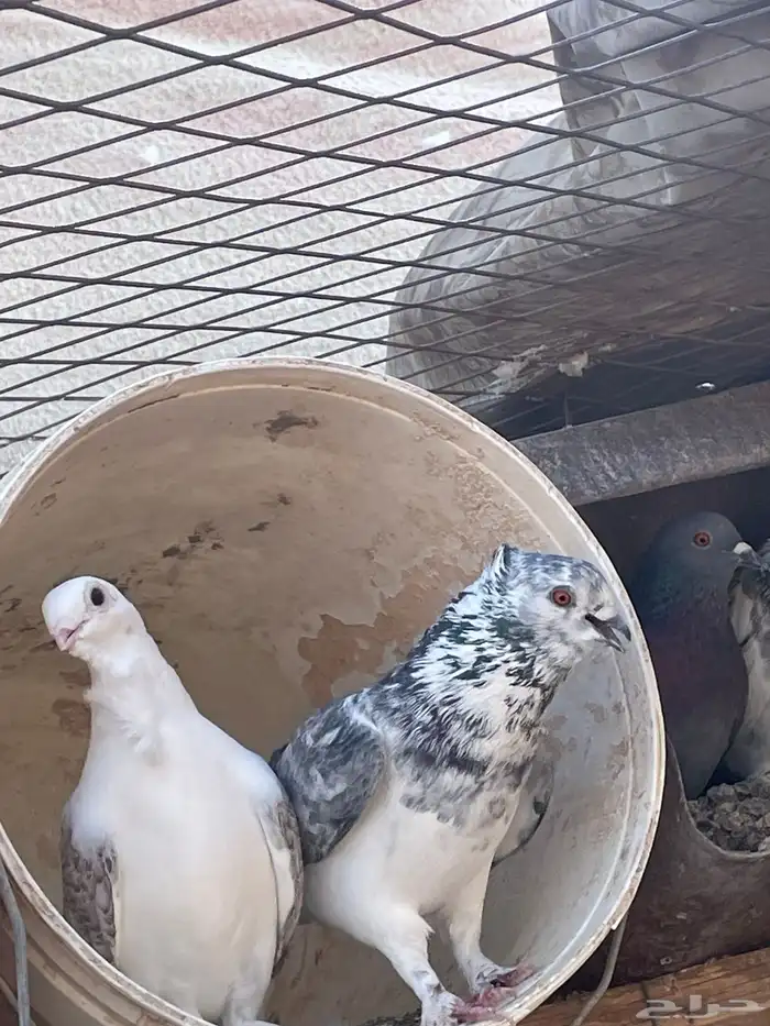 سلام عليكم ورحمة الله وبركاته حمام للبيع 0