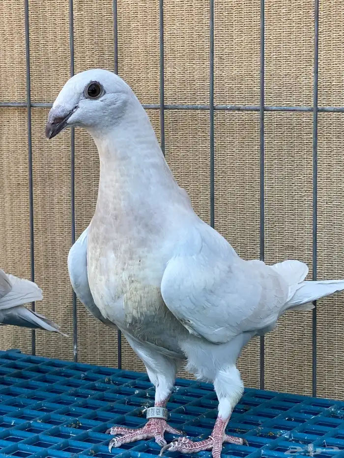 زاجل فاخر 10