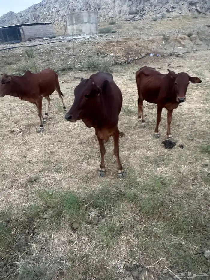 للبيع خبيش 0