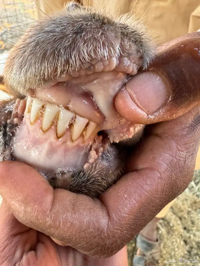 نعيمي متابيع 4